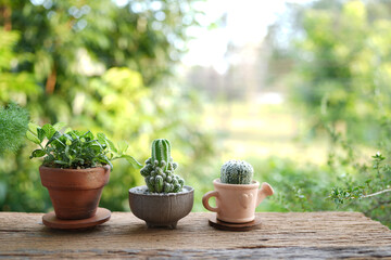 cactus and Fittonia albivenis plant line up on a rustic table