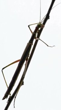Close-up of a Stick Insect Climbing a Branch Against a Bright White Background