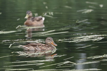 Wild ducks on the Tatarka River near the estate of Karolinsky falvarok Tyzenhaus. Village Karolino, city of Grodno, Belarus