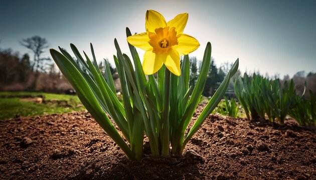 a vibrant yellow daffodil blooming amidst the earth and greenery of early spring - Powered by Adobe