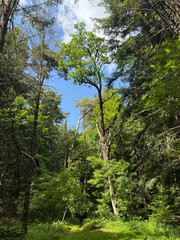 Vertical photo of tall coniferous and deciduous trees reaching toward a blue sky with white clouds....