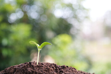 small vegetable sprout growing with visible water droplets