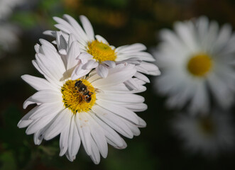 Obraz premium bee on daisy