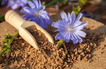 Ground chicory root and chicory flowers on a rustic wooden background. Alternative medicine. Healthy drinks. chicory drink