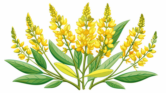 Melilotus officinalis, commonly known as Yellow Sweet Clover, is a versatile plant that showcases beautiful blossoms. This Yellow Sweet Clover thrives 