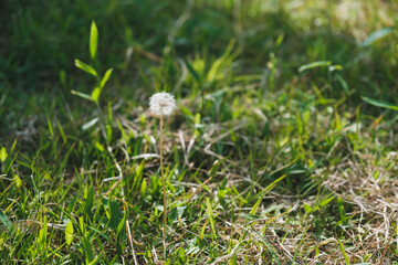 あたご山、可愛らしいたんぽぽ、大阪、日本