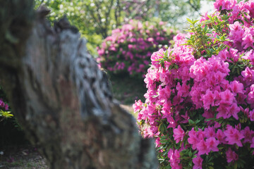 あたご山、美しいツツジが咲く風景、大阪、日本