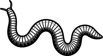 Fototapeta premium Black and white hand-drawn illustration of an earthworm. Detailed vintage-style segmented worm for nature, garden, and fishing themes.