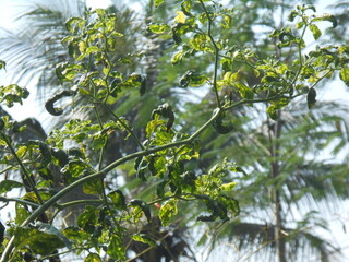 A caterpillar eating a plant leaf. This photo shows the interaction between insects and plants, suitable for themes of ecosystems, agricultural pests, or wildlife