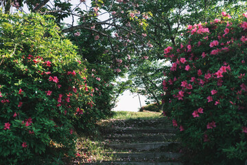 あたご山、美しいツツジが咲く風景、大阪、日本
