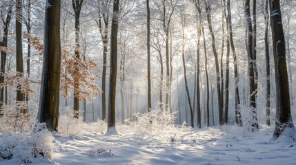 Sunbeams pierce a winter wonderland.