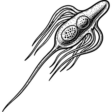 Microscopic Protozoan Illustration: Detailed Scientific Engraving of a Single-Celled Organism, Biology and Microbiology Art