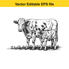 vector art of cow and calf grazing in a grassy field, isolated on white background