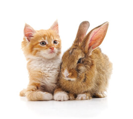 Obraz premium Brown rabbit and kitten.