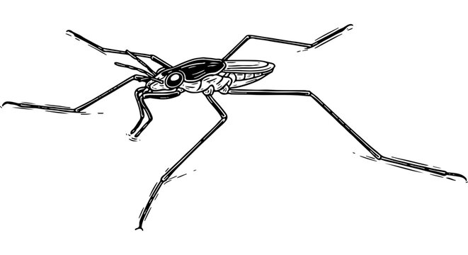 Detailed black and white illustration of a water strider, a long-legged aquatic insect, for educational and nature designs