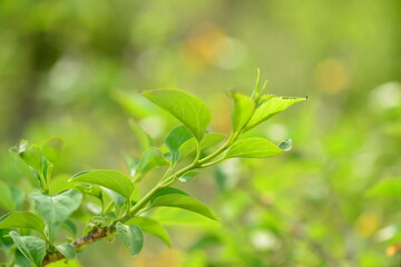 Forsythia nakaii, Mallihwa flower with anti-inflammatory and immune-boosting properties. Photographed in Korea.