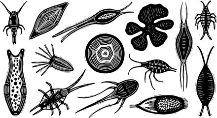 Vintage microscopic organisms set. Hand-drawn scientific illustrations of diverse plankton, protists, aquatic microorganisms collection, black and white.