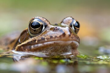 Frog Sits in Water, Close up of Head and Big Eyes