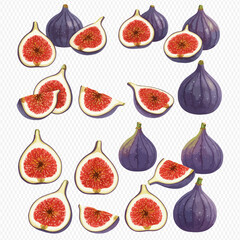 An assortment of illustrated purple figs, shown whole, halved, and quartered, revealing their vibrant red interior.