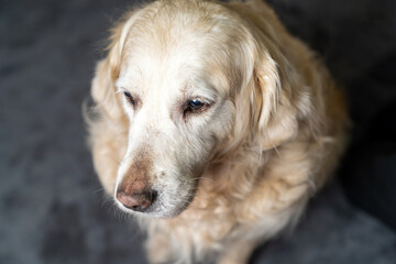 Adorable senior portrait golden retriever dog with soulful eyes sitting indoors, looking up with...