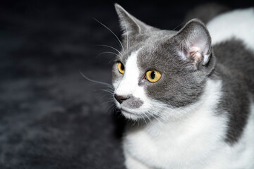 grey and white cat portrait. Muzzle of a gray fluffy cat close up lying on the couch or sofa or bed. Black, dark background. big eyes. copy space. pet ownership, pet friendship concept. Pet portrait.