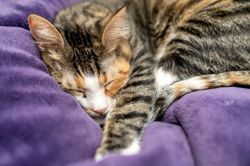 Relaxed Cat Sleeping on a Soft Purple Blanket. Cozy and Adorable Pet Resting, sleeping, looking in a Comfortable Home cold winter weather. Peaceful Feline Nap. Fluffy Domestic Cat Relaxation.