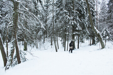 Winter forest on a cloudy day. Beautiful forest landscape in winter