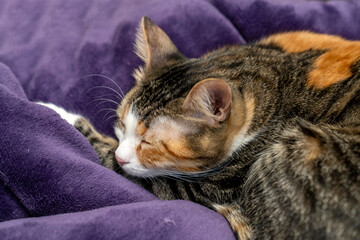 Relaxed Cat Sleeping on a Soft Purple Blanket. Cozy and Adorable Pet Resting, sleeping, looking in...