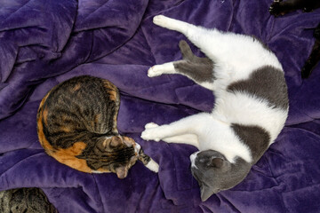 Relaxed Cat Sleeping on a Soft Purple Blanket. Cozy and Adorable Pet Resting, sleeping, looking in...