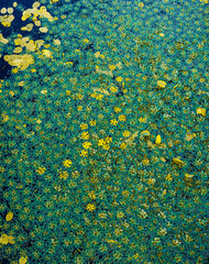 Aquatic plants and duckweed creating natural background on water surface