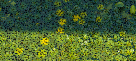 Aquatic plants and duckweed creating natural background in pond water