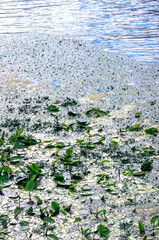 Water lily pads creating a natural green background on lake