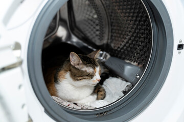 Curious Tabby Cat Exploring Inside a Washing Machine. Adorable Pet in Household Appliance, Laundry...