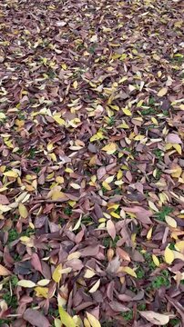 Autumn scene. Person walking through a field filled with fallen leaves