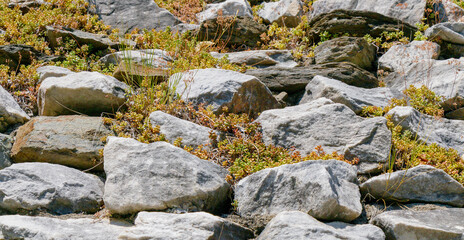 White and gray mountain stones with small succulents growing in crevices