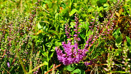 Blütezeit der Besenheide auf den Almwiesen 