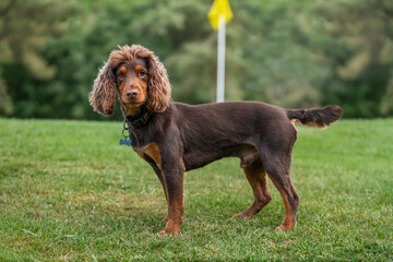 Two year old Working cocker spaniel around the golf course in Ascot around the green
