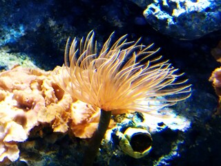 Tube Worm Underwater Close-Up in Aquarium 
Close-up photograph of a colorful tube worm underwater in an aquarium, showing its delicate, feather-like tentacles extended for feeding, surrounded by coral