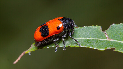red bug on a leaf