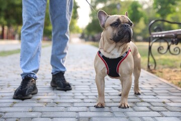 Man with his cute French bulldog in park, closeup