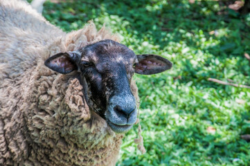 close up of a sheep