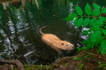 Otter