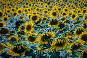 Sunflower in the field