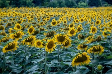 Obraz premium Sunflower in the field