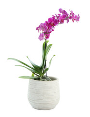 Beautiful orchid flower growing in pot isolated on white