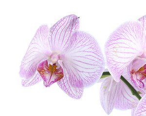 Beautiful orchid flower isolated on white. Blooming plant