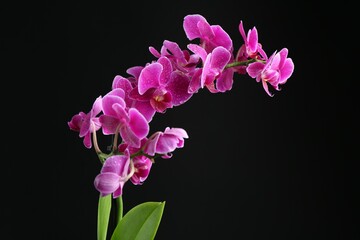 Beautiful orchid flower with water drops on black background, closeup