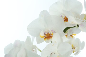 Beautiful orchid flower with water drops on white background. Blooming plant
