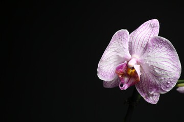 Beautiful orchid flower with water drops on black background, closeup. Space for text