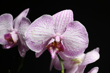 Beautiful orchid flower with water drops on black background, closeup